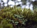 A forest of Mosses, Point Lookout IMGP8765